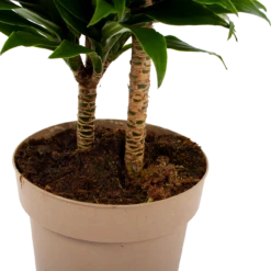 Dracaena Compacta - Op Stam - Drakenbloedboom - P21 H80 - Kamerplant 8 Dracaena Compacta - Op Stam - Drakenbloedboom - P21 H80 - Kamerplant -uinbenodigdheden Verkoop 2024 dracaena compacta op stam drakenbloedboom p21 h80 6 2