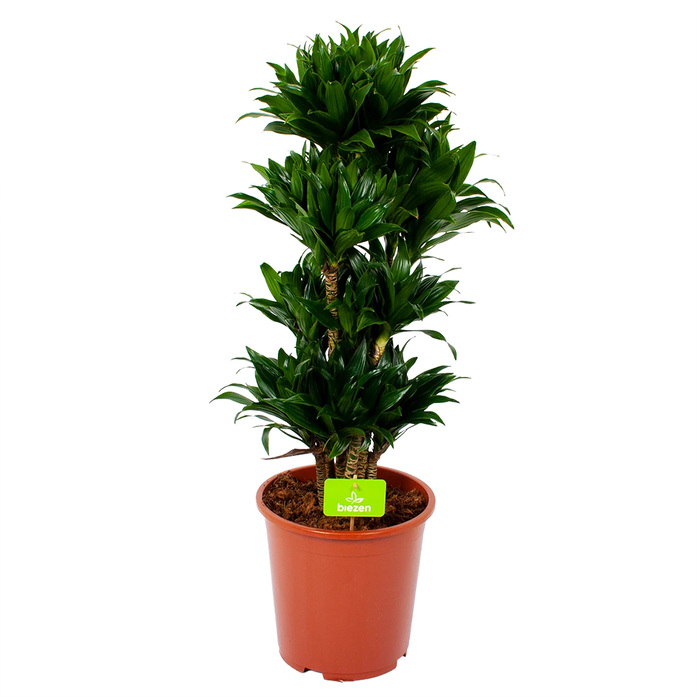 Dracaena Compacta - Vertakt - Drakenbloedboom - P27 H100 - Kamerplant 3 Dracaena Compacta - Vertakt - Drakenbloedboom - P27 H100 - Kamerplant