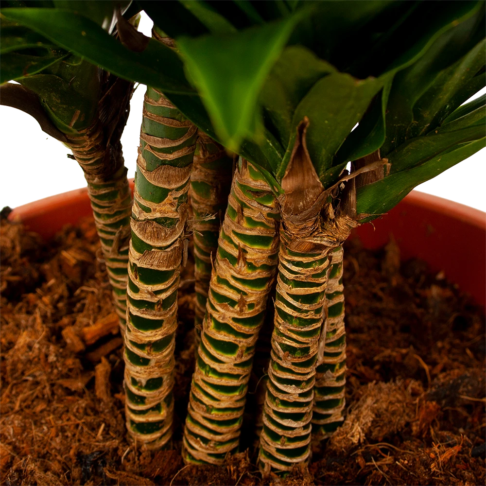 Dracaena Compacta - Vertakt - Drakenbloedboom - P27 H100 - Kamerplant 5 Dracaena Compacta - Vertakt - Drakenbloedboom - P27 H100 - Kamerplant - Image 3