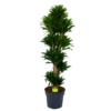 Dracaena Compacta - Vertakt - Drakenbloedboom - P34 H170 - Kamerplant 2 Dracaena Compacta - Vertakt - Drakenbloedboom - P34 H170 - Kamerplant -uinbenodigdheden Verkoop 2024 dracaena compacta vertakt drakenbloedboom p34 h170 1 1