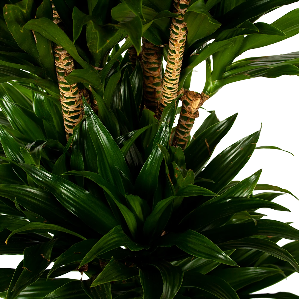 Dracaena Compacta - Vertakt - Drakenbloedboom - P34 H170 - Kamerplant 4 Dracaena Compacta - Vertakt - Drakenbloedboom - P34 H170 - Kamerplant - Image 2
