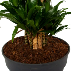 Dracaena Compacta - Vertakt - Drakenbloedboom - P34 H170 - Kamerplant 8 Dracaena Compacta - Vertakt - Drakenbloedboom - P34 H170 - Kamerplant -uinbenodigdheden Verkoop 2024 dracaena compacta vertakt drakenbloedboom p34 h170 6 1