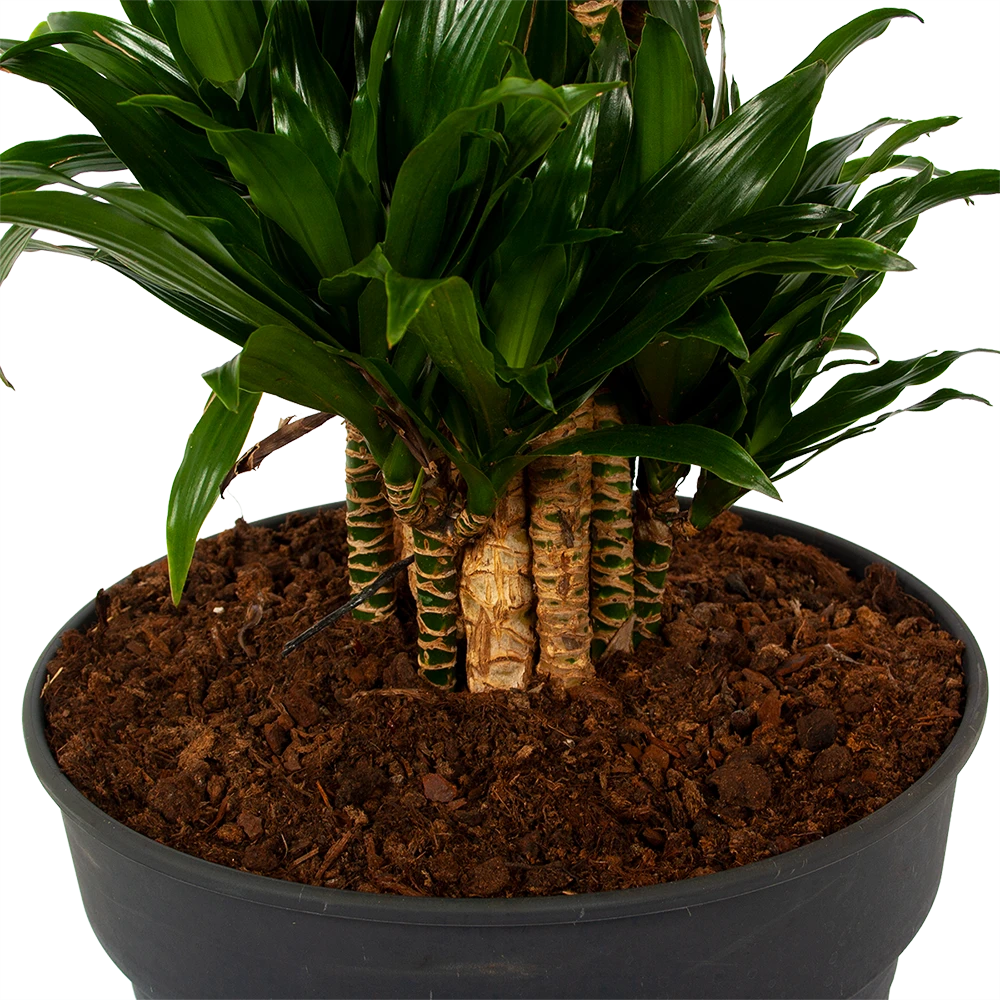 Dracaena Compacta - Vertakt - Drakenbloedboom - P34 H170 - Kamerplant 5 Dracaena Compacta - Vertakt - Drakenbloedboom - P34 H170 - Kamerplant - Image 3