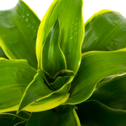 Dracaena Dorado - Drakenbloedboom - P17 H55 - Kamerplant -uinbenodigdheden Verkoop 2024 dracaena dorado drakenbloedboom p17 h55 5