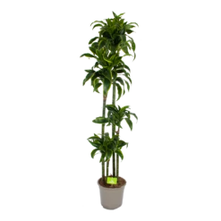 Dracaena Dorado - Op Stam - Drakenbloedboom - P27 H180 - Kamerplant