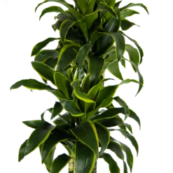 Dracaena Dorado - Op Stam - Drakenbloedboom - P27 H180 - Kamerplant -uinbenodigdheden Verkoop 2024 dracaena dorado op stam drakenbloedboom p27 h180 kamerplant 3
