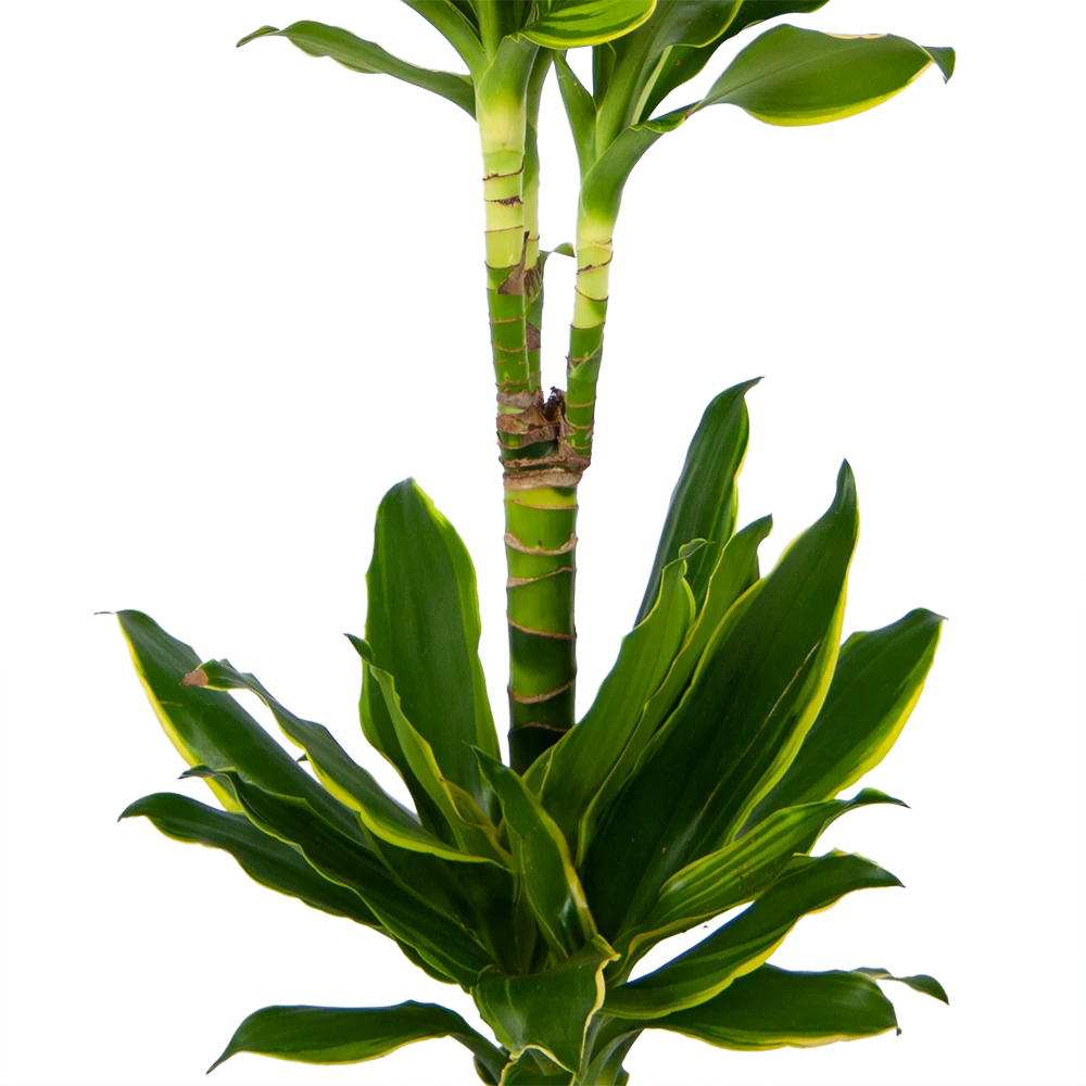 Dracaena Golden Coast - Op Stam - Drakenbloedboom - P19 H90 - Kamerplant 4 Dracaena Golden Coast - Op Stam - Drakenbloedboom - P19 H90 - Kamerplant - Image 2