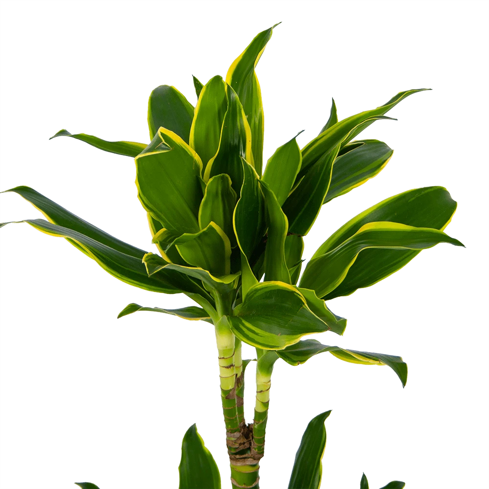 Dracaena Golden Coast - Op Stam - Drakenbloedboom - P19 H90 - Kamerplant 5 Dracaena Golden Coast - Op Stam - Drakenbloedboom - P19 H90 - Kamerplant - Image 3