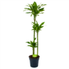Dracaena Golden Coast - Op Stam - Drakenbloedboom - P24 H150 - Kamerplant 1 Dracaena Golden Coast - Op Stam - Drakenbloedboom - P24 H150 - Kamerplant -uinbenodigdheden Verkoop 2024 dracaena golden coast op stam drakenbloedboom p24 h150 1 1