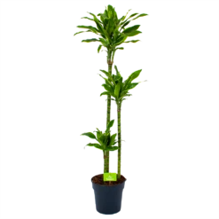 Dracaena Golden Coast - Op Stam - Drakenbloedboom - P24 H150 - Kamerplant