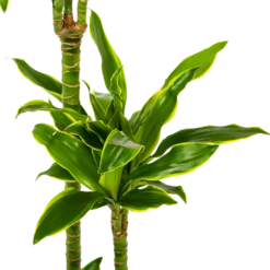 Dracaena Golden Coast - Op Stam - Drakenbloedboom - P24 H150 - Kamerplant 6 Dracaena Golden Coast - Op Stam - Drakenbloedboom - P24 H150 - Kamerplant -uinbenodigdheden Verkoop 2024 dracaena golden coast op stam drakenbloedboom p24 h150 5 1