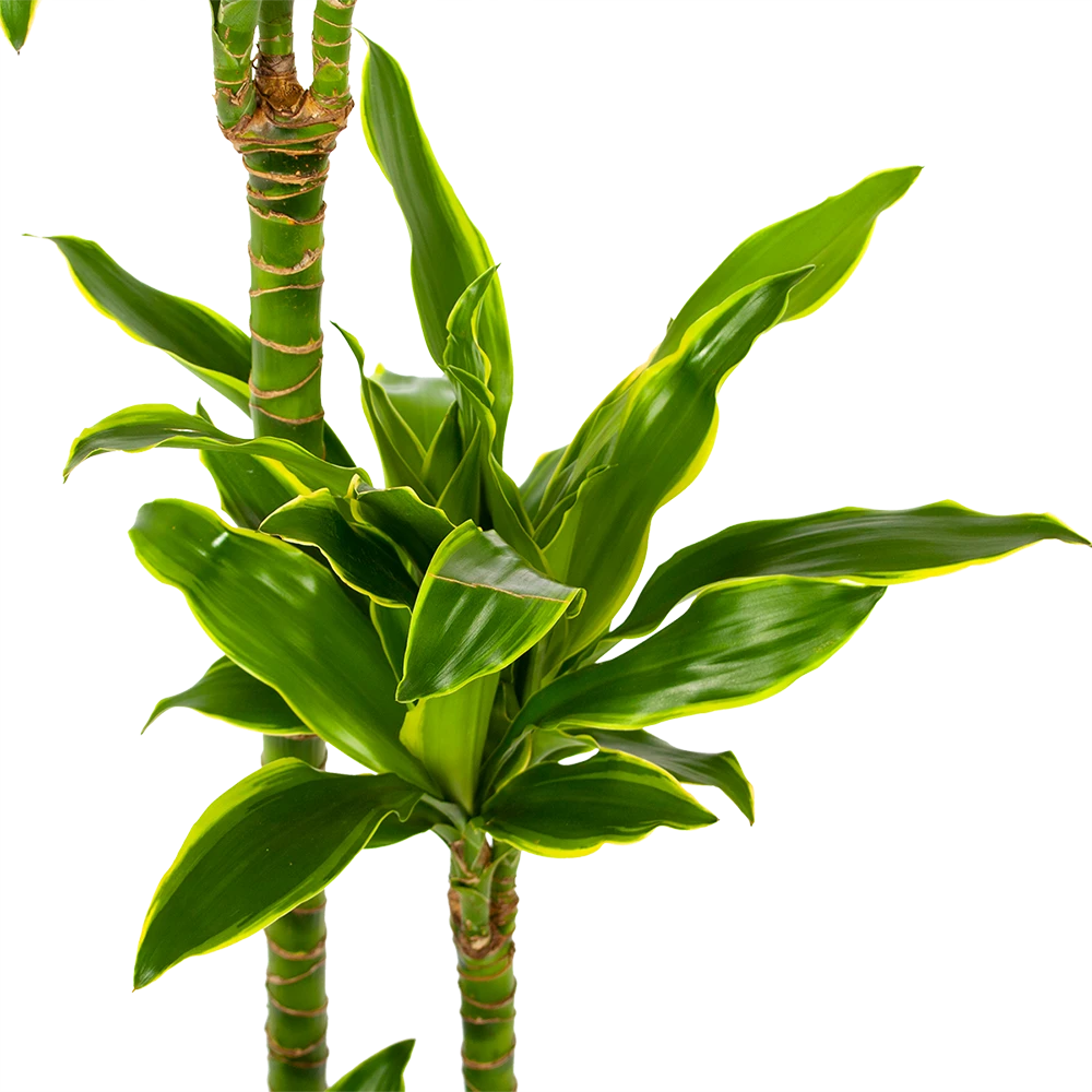 Dracaena Golden Coast - Op Stam - Drakenbloedboom - P24 H150 - Kamerplant 4 Dracaena Golden Coast - Op Stam - Drakenbloedboom - P24 H150 - Kamerplant - Image 2