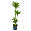 Dracaena Golden Coast - Op Stam - Drakenbloedboom - P27 H150 - Kamerplant 1 Dracaena Golden Coast - Op Stam - Drakenbloedboom - P27 H150 - Kamerplant -uinbenodigdheden Verkoop 2024 dracaena golden coast op stam drakenbloedboom p27 h150 1