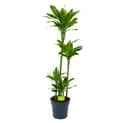 Dracaena Golden Coast - Op Stam - Drakenbloedboom - P27 H150 - Kamerplant