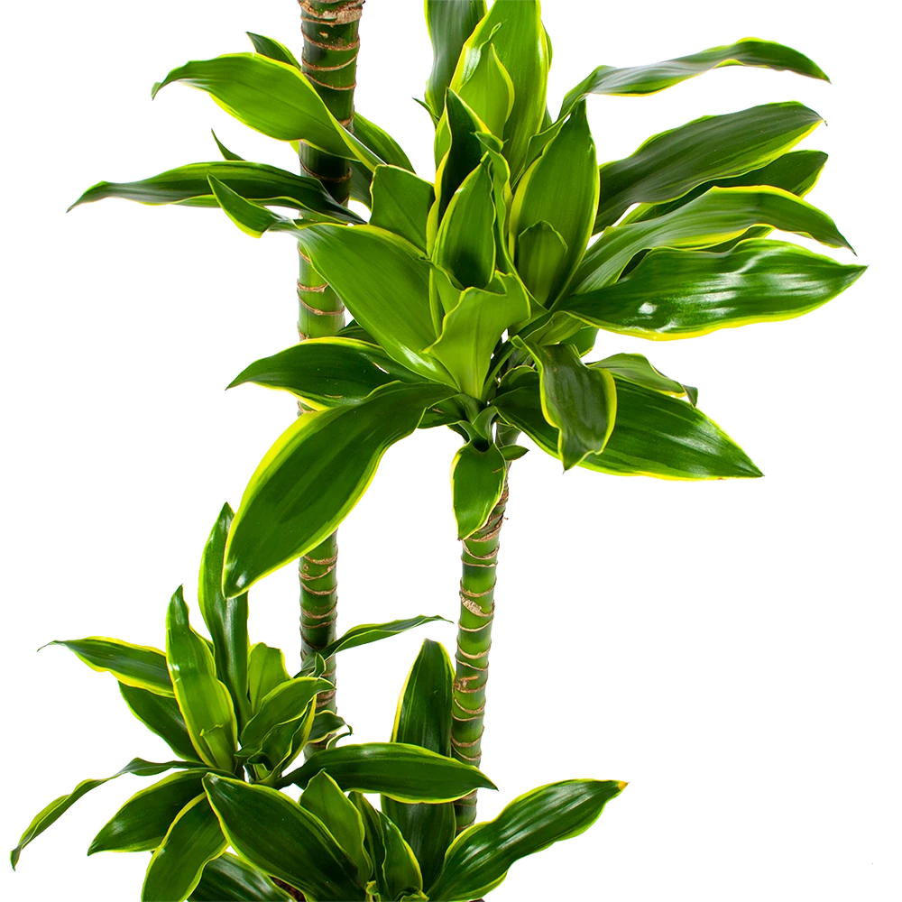 Dracaena Golden Coast - Op Stam - Drakenbloedboom - P27 H150 - Kamerplant 4 Dracaena Golden Coast - Op Stam - Drakenbloedboom - P27 H150 - Kamerplant - Image 2
