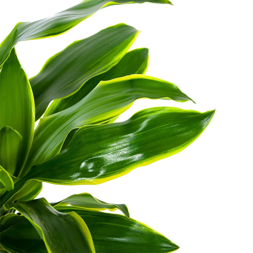 Dracaena Golden Coast - Op Stam - Drakenbloedboom - P27 H150 - Kamerplant 5 Dracaena Golden Coast - Op Stam - Drakenbloedboom - P27 H150 - Kamerplant - Image 3