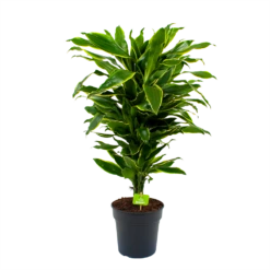 Dracaena Golden Coast - Vertakt - Drakenbloedboom - P21 H80 - Kamerplant