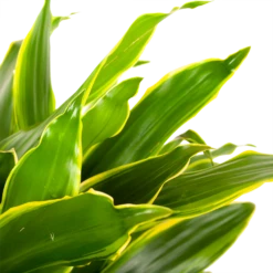 Dracaena Golden Coast - Vertakt - Drakenbloedboom - P21 H80 - Kamerplant 6 Dracaena Golden Coast - Vertakt - Drakenbloedboom - P21 H80 - Kamerplant -uinbenodigdheden Verkoop 2024 dracaena golden coastdrakenbloedboom p21 h80 5