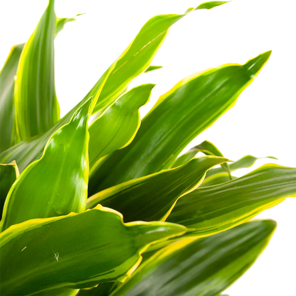Dracaena Golden Coast - Vertakt - Drakenbloedboom - P21 H80 - Kamerplant 4 Dracaena Golden Coast - Vertakt - Drakenbloedboom - P21 H80 - Kamerplant - Image 2