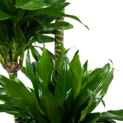 Dracaena Green Jewel - Op Stam - Drakenbloedboom - P28 H140 - Kamerplant -uinbenodigdheden Verkoop 2024 dracaena green jewel op stam drakenbloedboom p28 h140 6