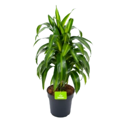 Dracaena Hawaiiana - Vertrakt - Drakenbloedboom - P21 H80 - Kamerplant