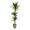 Dracaena Janet Craig - Op Stam - Drakenbloedboom - P24 H140 - Kamerplant 2 Dracaena Janet Craig - Op Stam - Drakenbloedboom - P24 H140 - Kamerplant -uinbenodigdheden Verkoop 2024 dracaena janet craig op stam drakenbloedboom p24 h140 kamerplant 1
