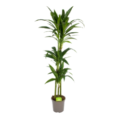 Dracaena Janet Craig - Op Stam - Drakenbloedboom - P24 H140 - Kamerplant