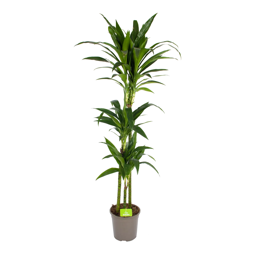 Dracaena Janet Craig - Op Stam - Drakenbloedboom - P24 H140 - Kamerplant 3 Dracaena Janet Craig - Op Stam - Drakenbloedboom - P24 H140 - Kamerplant