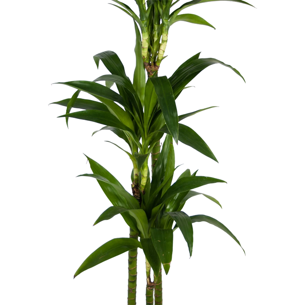 Dracaena Janet Craig - Op Stam - Drakenbloedboom - P24 H140 - Kamerplant 4 Dracaena Janet Craig - Op Stam - Drakenbloedboom - P24 H140 - Kamerplant - Image 2