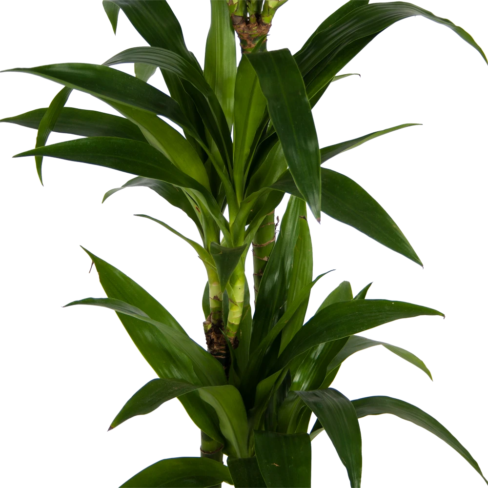 Dracaena Janet Craig - Op Stam - Drakenbloedboom - P24 H140 - Kamerplant 5 Dracaena Janet Craig - Op Stam - Drakenbloedboom - P24 H140 - Kamerplant - Image 3