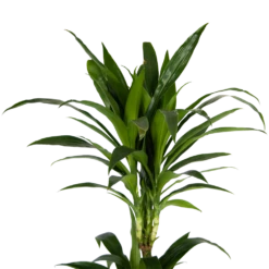 Dracaena Janet Craig - Op Stam - Drakenbloedboom - P24 H140 - Kamerplant 10 Dracaena Janet Craig - Op Stam - Drakenbloedboom - P24 H140 - Kamerplant -uinbenodigdheden Verkoop 2024 dracaena janet craig op stam drakenbloedboom p24 h140 kamerplant 4