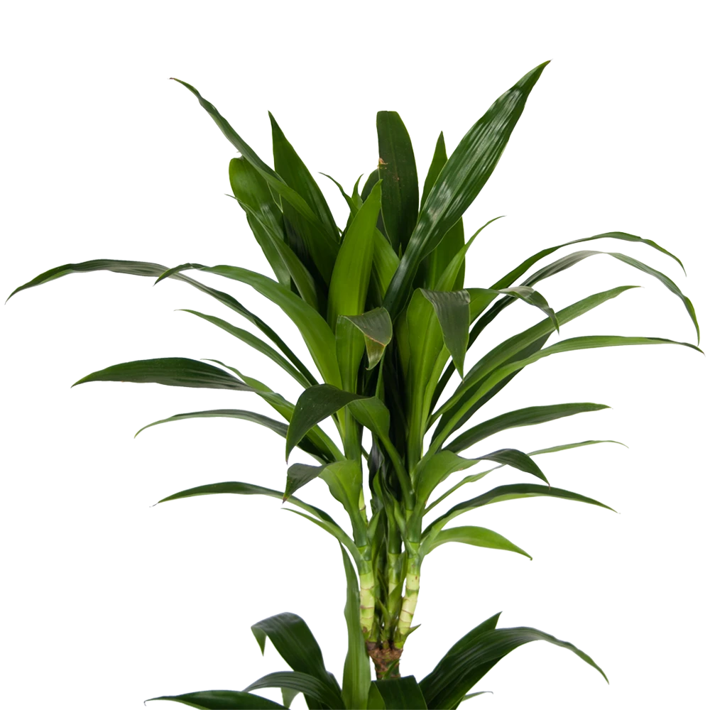 Dracaena Janet Craig - Op Stam - Drakenbloedboom - P24 H140 - Kamerplant 6 Dracaena Janet Craig - Op Stam - Drakenbloedboom - P24 H140 - Kamerplant - Image 4