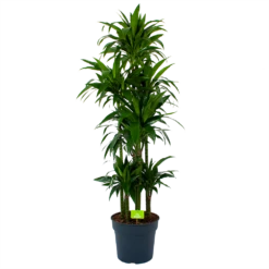 Dracaena Janet Craig - Op Stam - Drakenbloedboom - P34 H170 - Kamerplant
