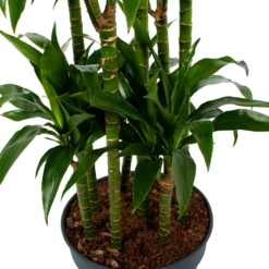 Dracaena Janet Craig - Op Stam - Drakenbloedboom - P34 H170 - Kamerplant 7 Dracaena Janet Craig - Op Stam - Drakenbloedboom - P34 H170 - Kamerplant -uinbenodigdheden Verkoop 2024 dracaena janet craig op stam drakenbloedboom p34 h170 5 1