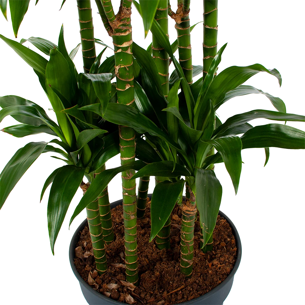 Dracaena Janet Craig - Op Stam - Drakenbloedboom - P34 H170 - Kamerplant 4 Dracaena Janet Craig - Op Stam - Drakenbloedboom - P34 H170 - Kamerplant - Image 2