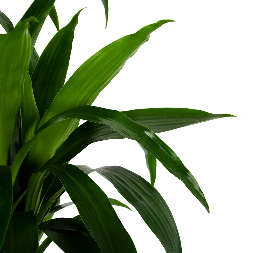 Dracaena Janet Craig - Op Stam - Drakenbloedboom - P34 H170 - Kamerplant 5 Dracaena Janet Craig - Op Stam - Drakenbloedboom - P34 H170 - Kamerplant - Image 3