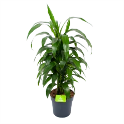 Dracaena Janet Craig - Vertrakt - Drakenbloedboom - P21 H80 - Kamerplant