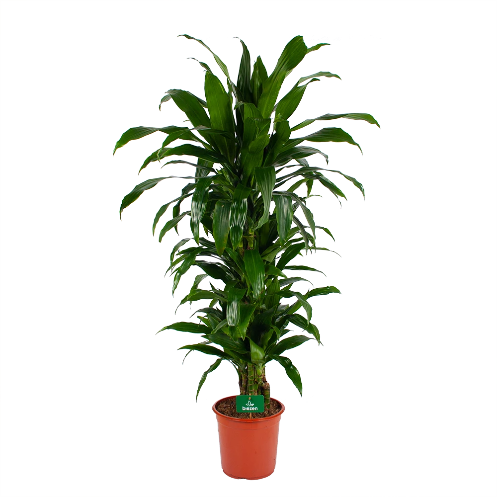 Dracaena Janet Craig - Vertrakt - Drakenbloedboom - P24 H110 - Kamerplant 3 Dracaena Janet Craig - Vertrakt - Drakenbloedboom - P24 H110 - Kamerplant