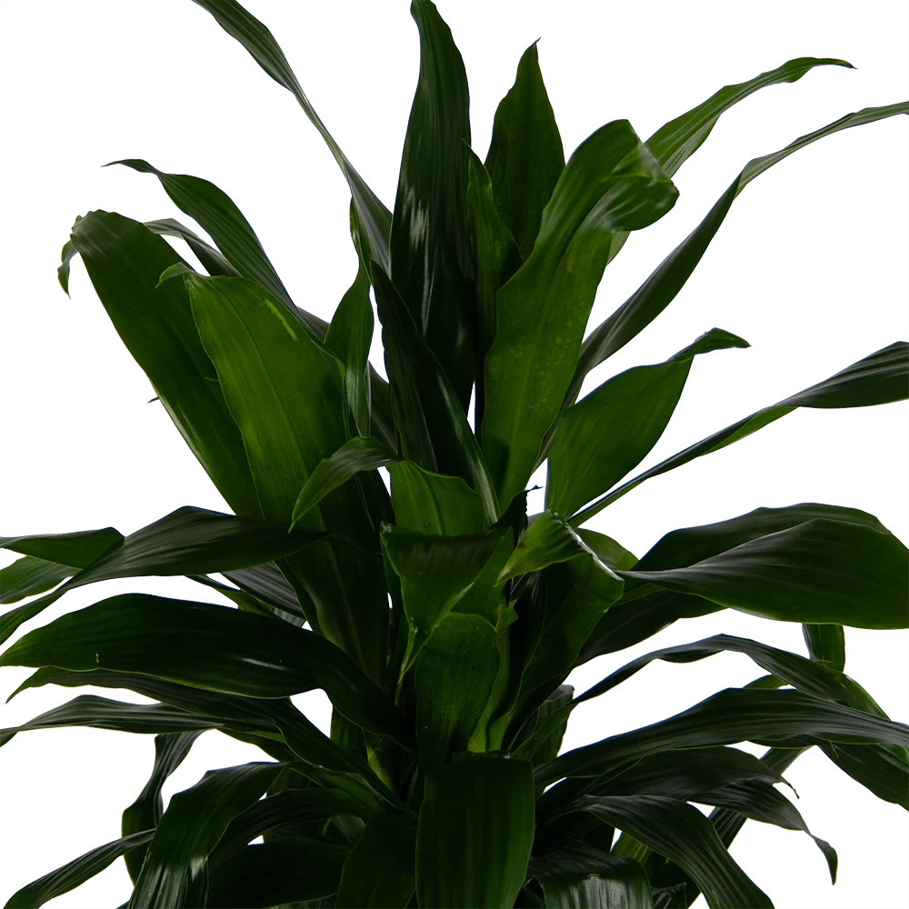 Dracaena Janet Craig - Vertrakt - Drakenbloedboom - P24 H110 - Kamerplant 5 Dracaena Janet Craig - Vertrakt - Drakenbloedboom - P24 H110 - Kamerplant - Image 3