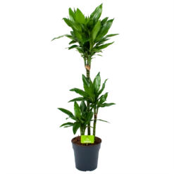 Dracaena Janet Lind - Op Stam - Drakenbloedboom - P21 H100 - Kamerplant