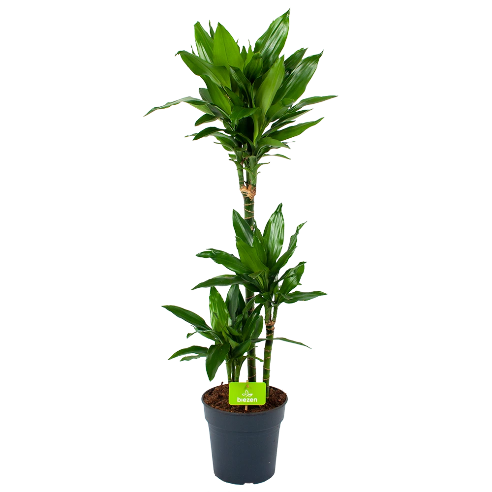 Dracaena Janet Lind - Op Stam - Drakenbloedboom - P21 H100 - Kamerplant 3 Dracaena Janet Lind - Op Stam - Drakenbloedboom - P21 H100 - Kamerplant