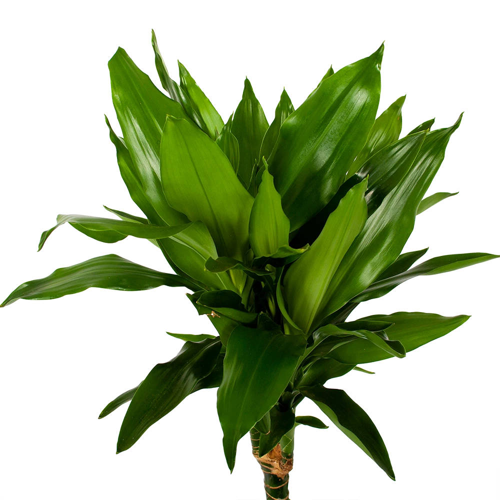 Dracaena Janet Lind - Op Stam - Drakenbloedboom - P21 H100 - Kamerplant 4 Dracaena Janet Lind - Op Stam - Drakenbloedboom - P21 H100 - Kamerplant - Image 2