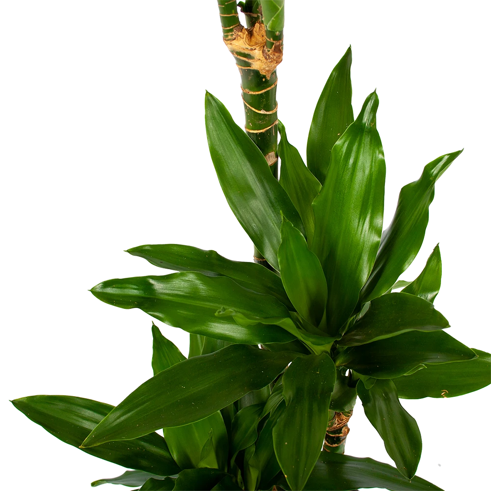 Dracaena Janet Lind - Op Stam - Drakenbloedboom - P21 H100 - Kamerplant 5 Dracaena Janet Lind - Op Stam - Drakenbloedboom - P21 H100 - Kamerplant - Image 3