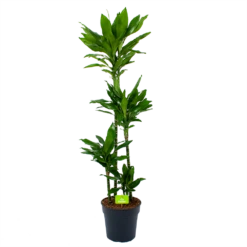 Dracaena Janet Lind - Op Stam - Drakenbloedboom - P27 H150 - Kamerplant