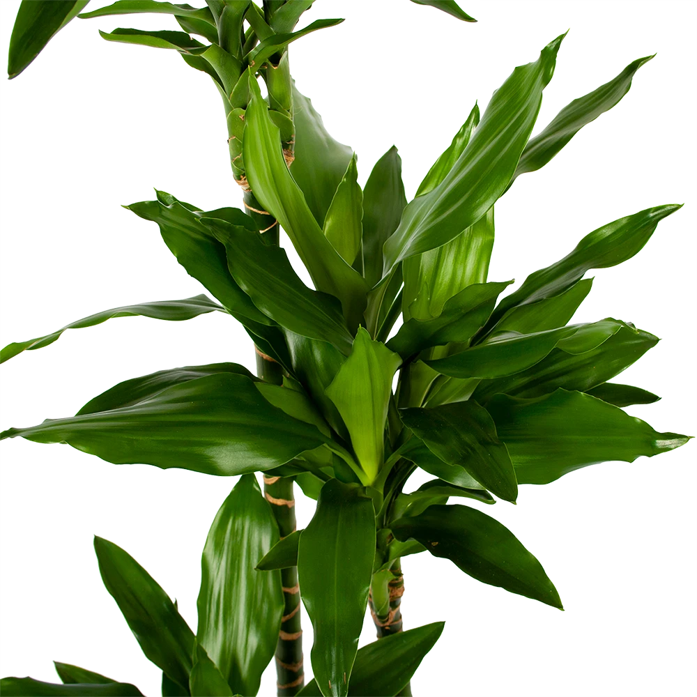 Dracaena Janet Lind - Op Stam - Drakenbloedboom - P27 H150 - Kamerplant 4 Dracaena Janet Lind - Op Stam - Drakenbloedboom - P27 H150 - Kamerplant - Image 2