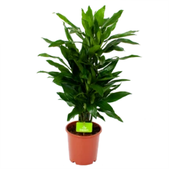 Dracaena Janet Lind - Vertakt - Drakenbloedboom - P21 H80 - Kamerplant