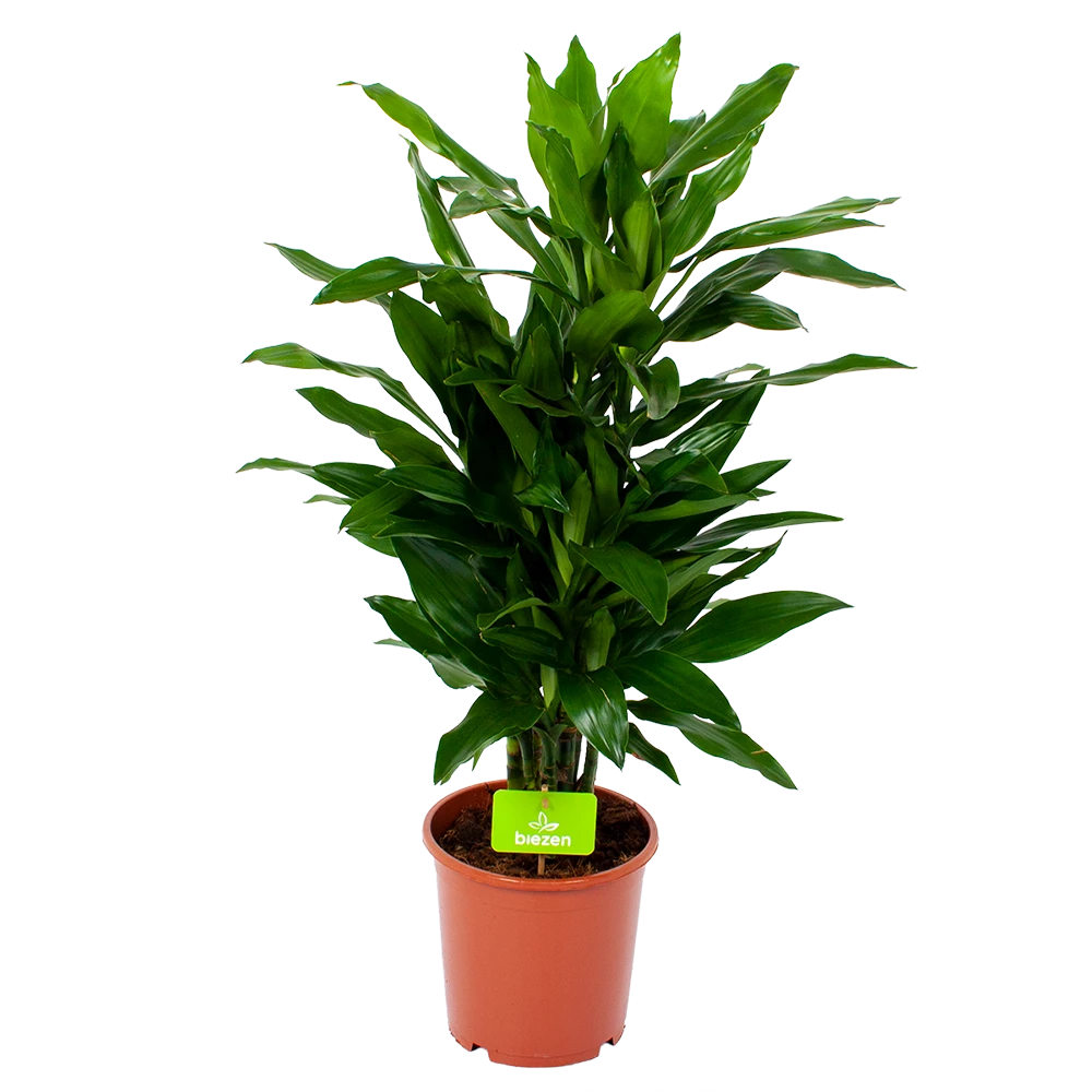 Dracaena Janet Lind - Vertakt - Drakenbloedboom - P21 H80 - Kamerplant 3 Dracaena Janet Lind - Vertakt - Drakenbloedboom - P21 H80 - Kamerplant