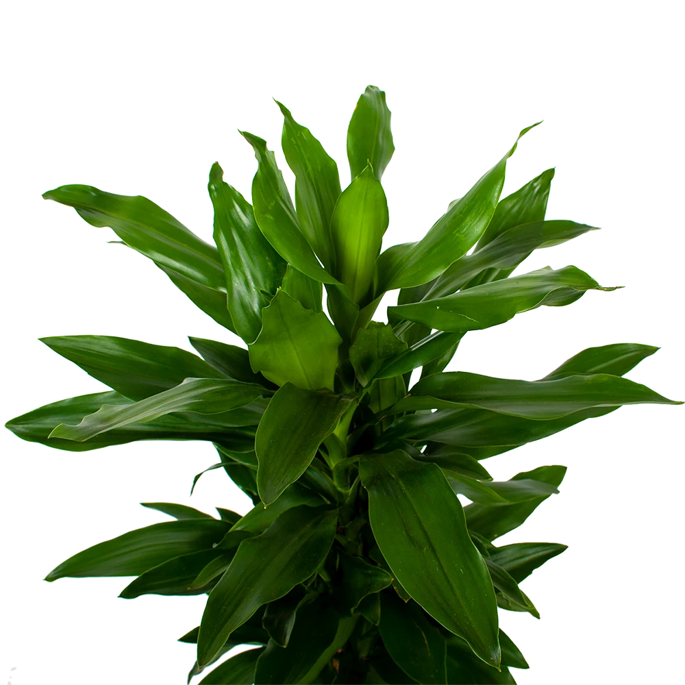 Dracaena Janet Lind - Vertakt - Drakenbloedboom - P21 H80 - Kamerplant 4 Dracaena Janet Lind - Vertakt - Drakenbloedboom - P21 H80 - Kamerplant - Image 2