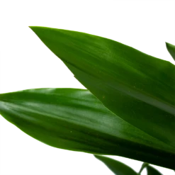 Dracaena Janet Lind - Vertakt - Drakenbloedboom - P21 H80 - Kamerplant 8 Dracaena Janet Lind - Vertakt - Drakenbloedboom - P21 H80 - Kamerplant -uinbenodigdheden Verkoop 2024 dracaena janet lind vertakt drakenbloedboom p21 h80 6