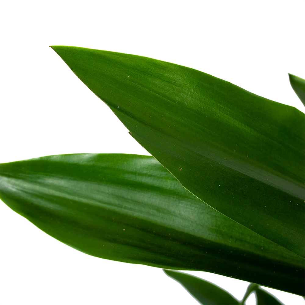 Dracaena Janet Lind - Vertakt - Drakenbloedboom - P21 H80 - Kamerplant 5 Dracaena Janet Lind - Vertakt - Drakenbloedboom - P21 H80 - Kamerplant - Image 3